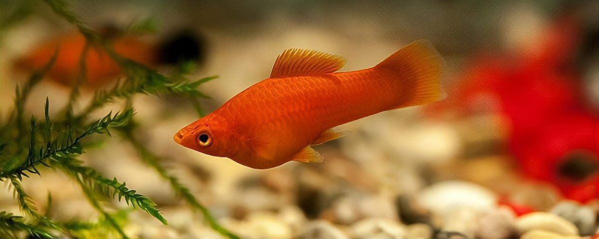紅箭魚和孔雀魚能混養(yǎng)嗎【紅箭魚可以和孔雀魚一起養(yǎng)嗎】 紅箭魚和孔雀魚能混養(yǎng)嗎【紅箭魚可以和孔雀魚一起養(yǎng)嗎】 龍魚論壇 第3張