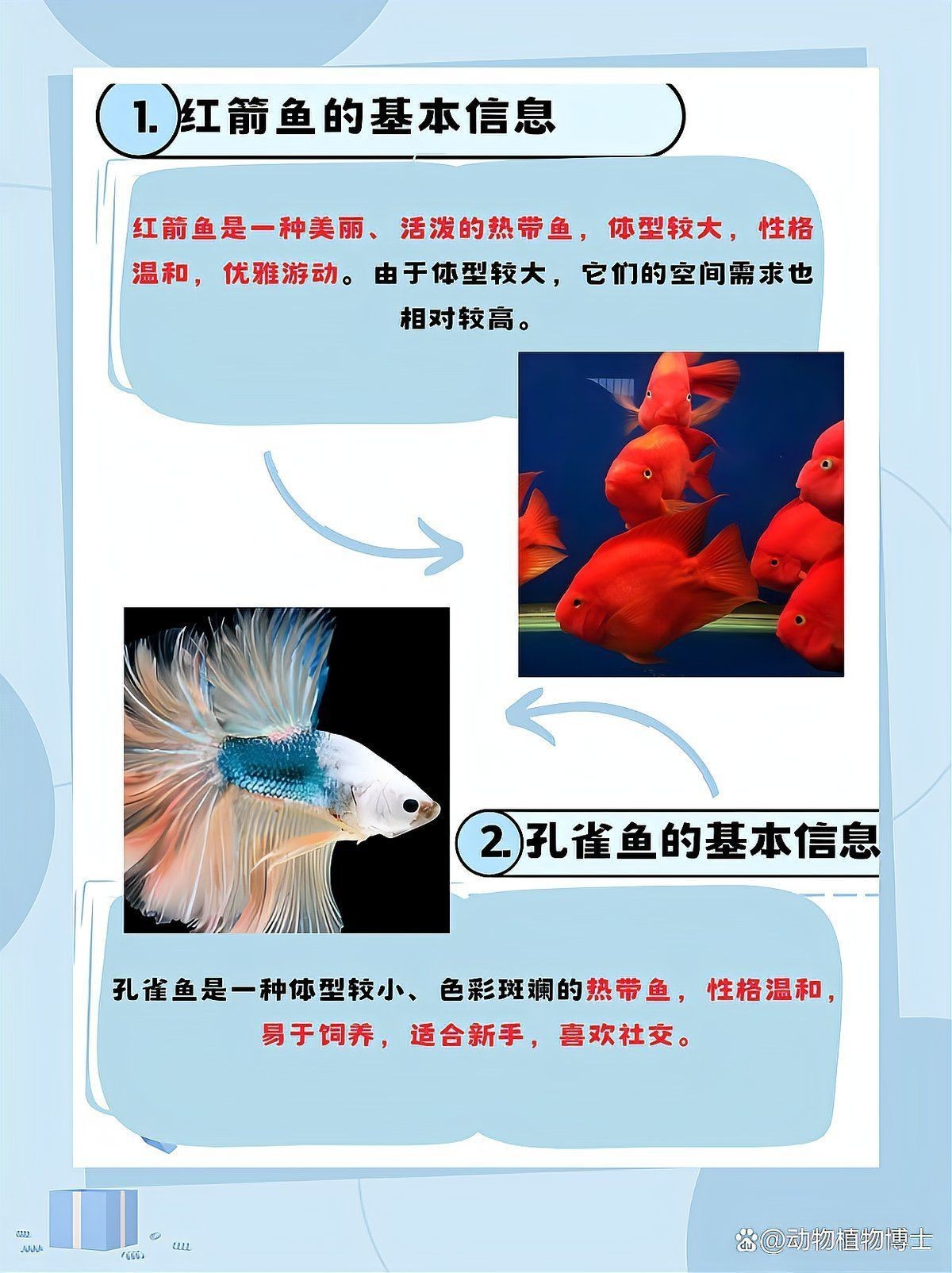 紅箭魚和孔雀魚能混養(yǎng)嗎【紅箭魚可以和孔雀魚一起養(yǎng)嗎】 紅箭魚和孔雀魚能混養(yǎng)嗎【紅箭魚可以和孔雀魚一起養(yǎng)嗎】 龍魚論壇 第1張