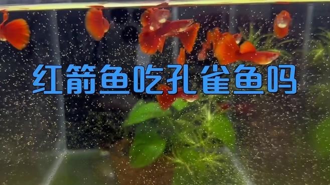 紅箭魚和孔雀魚能混養(yǎng)嗎【紅箭魚可以和孔雀魚一起養(yǎng)嗎】 紅箭魚和孔雀魚能混養(yǎng)嗎【紅箭魚可以和孔雀魚一起養(yǎng)嗎】 龍魚論壇 第7張