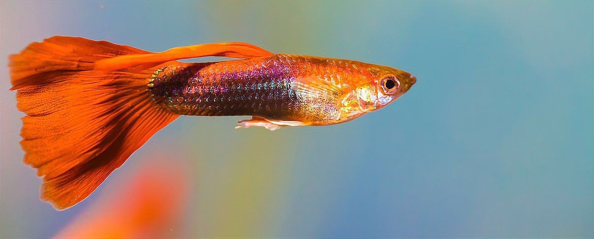 紅箭魚和孔雀魚能混養(yǎng)嗎【紅箭魚可以和孔雀魚一起養(yǎng)嗎】 紅箭魚和孔雀魚能混養(yǎng)嗎【紅箭魚可以和孔雀魚一起養(yǎng)嗎】 龍魚論壇 第9張