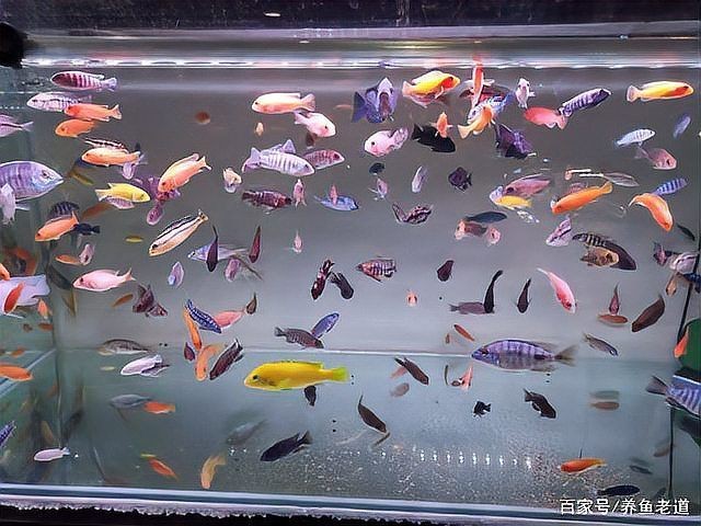 紅箭魚和孔雀魚能混養(yǎng)嗎【紅箭魚可以和孔雀魚一起養(yǎng)嗎】 紅箭魚和孔雀魚能混養(yǎng)嗎【紅箭魚可以和孔雀魚一起養(yǎng)嗎】 龍魚論壇 第15張