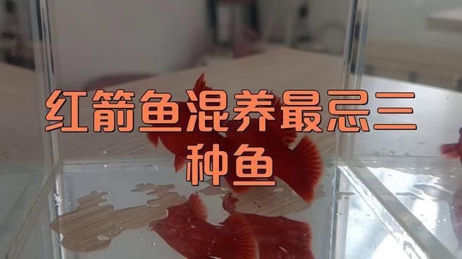 紅箭魚和孔雀魚能混養(yǎng)嗎【紅箭魚可以和孔雀魚一起養(yǎng)嗎】 紅箭魚和孔雀魚能混養(yǎng)嗎【紅箭魚可以和孔雀魚一起養(yǎng)嗎】 龍魚論壇 第16張
