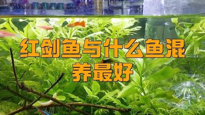 紅箭魚和孔雀魚能混養(yǎng)嗎【紅箭魚可以和孔雀魚一起養(yǎng)嗎】 紅箭魚和孔雀魚能混養(yǎng)嗎【紅箭魚可以和孔雀魚一起養(yǎng)嗎】 龍魚論壇 第11張