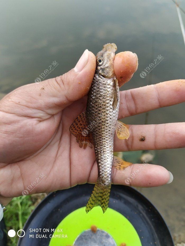 馬古龍魚(yú)【《探秘馬古龍魚(yú)：獨(dú)特而神秘的水族世界》】