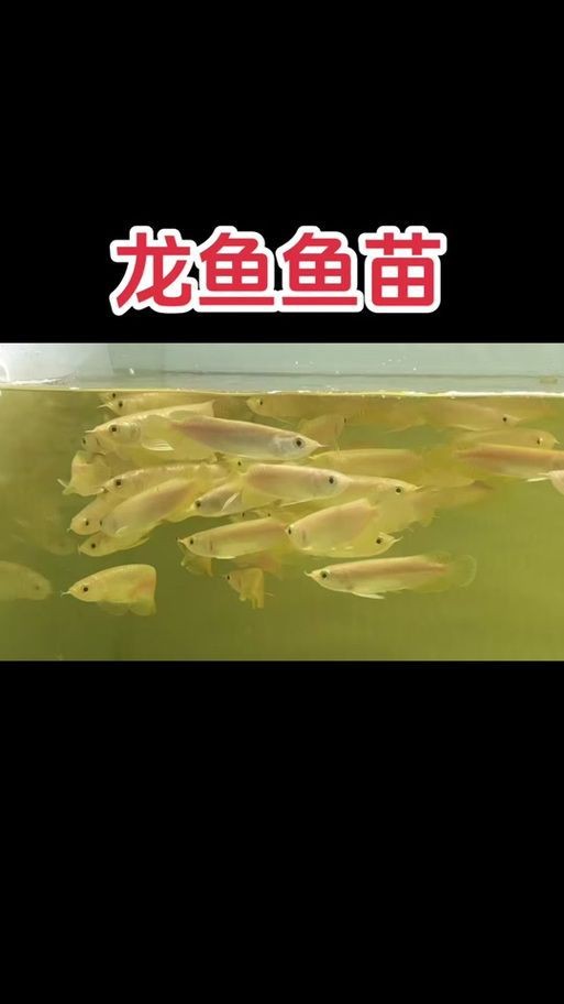 金龍魚幼苗圖片3cm【金龍魚幼苗圖片（3cm）】