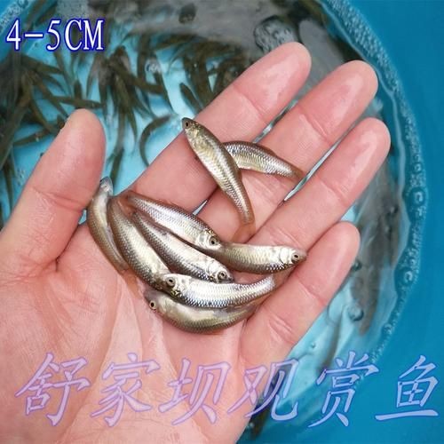 金龍魚幼苗圖片3cm【金龍魚幼苗圖片（3cm）】