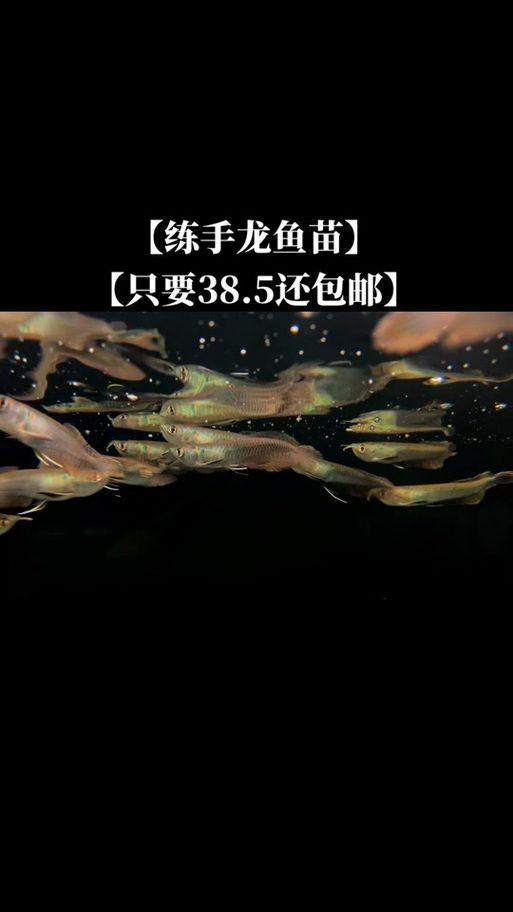 金龍魚幼苗圖片3cm【金龍魚幼苗圖片（3cm）】