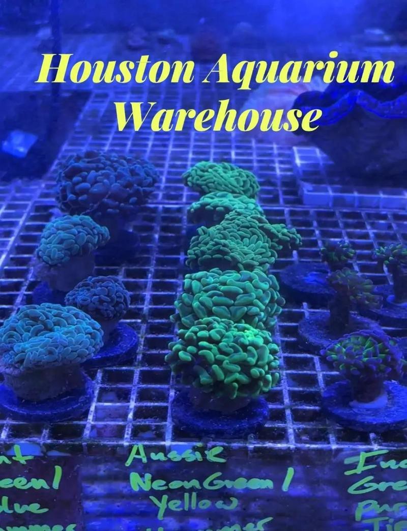 沙洋水族店【水下世界的奇妙窗口】 沙洋水族店【水下世界的奇妙窗口】 全國水族館企業(yè)名錄 第2張