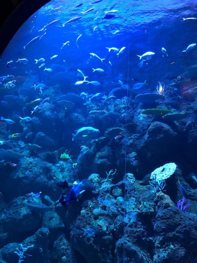 沙洋水族店【水下世界的奇妙窗口】 沙洋水族店【水下世界的奇妙窗口】 全國水族館企業(yè)名錄 第7張