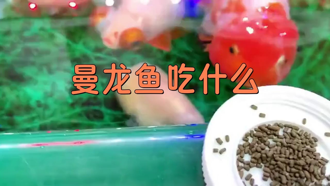 曼龍魚多久喂一次合適？【曼龍魚多久喂一次】 曼龍魚多久喂一次合適？【曼龍魚多久喂一次】 龍魚論壇 第3張