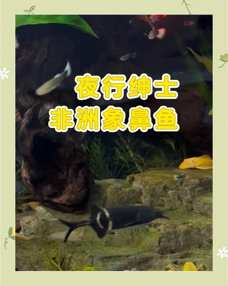 非洲象鼻魚好養(yǎng)嗎【非洲怪異的象鼻魚,國(guó)內(nèi)冷門沒人養(yǎng),外表憨憨卻玩電成癮】