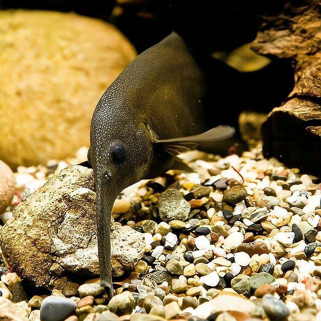 非洲象鼻魚好養嗎【非洲怪異的象鼻魚,國內冷門沒人養,外表憨憨卻玩電成癮】 非洲象鼻魚好養嗎【非洲怪異的象鼻魚,國內冷門沒人養,外表憨憨卻玩電成癮】 龍魚論壇 第5張