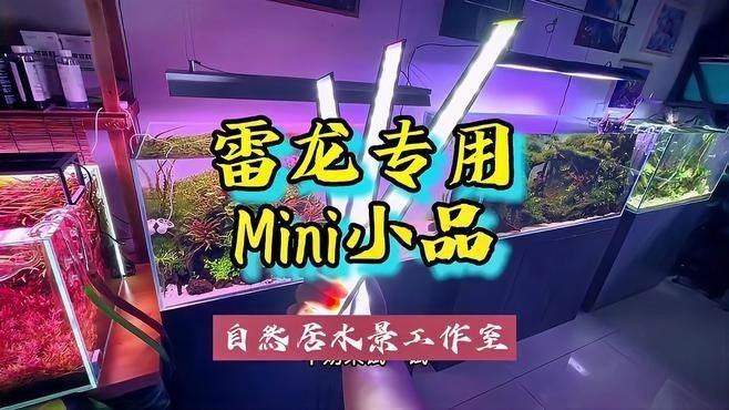 龍魚用哪個品牌燈最好【關于龍魚用哪個品牌燈最好，并無絕對定論，】 龍魚用哪個品牌燈最好【關于龍魚用哪個品牌燈最好，并無絕對定論，】 龍魚百科 第5張