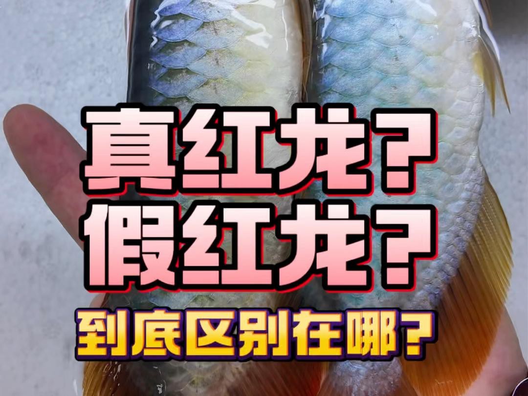 紅龍魚魚苗真假鑒別【印尼紅龍魚苗真假鑒別三大關(guān)鍵點教你輕松辨別真假紅龍魚】
