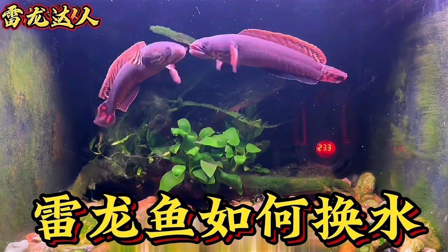 雷龍魚多久換一次水【雷龍魚如何換水有哪些注意事項】