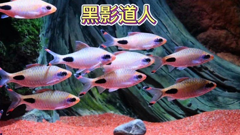 紅線黑影道人區別【《紅線與黑影道人設定為能抗衡天道的特殊存在4象氣質】