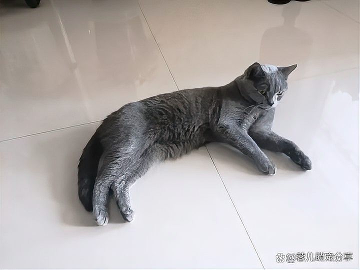 龍魚和貓共養有哪些成功案例？【龍魚和貓共養有哪些風險】 龍魚和貓共養有哪些成功案例？【龍魚和貓共養有哪些風險】 龍魚論壇 第2張
