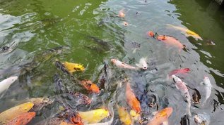 鯉魚視頻【《鯉魚視頻》：鯉魚視頻】 鯉魚視頻【《鯉魚視頻》：鯉魚視頻】 龍魚論壇 第2張