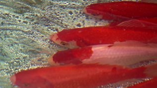 鯉魚視頻【《鯉魚視頻》：鯉魚視頻】 鯉魚視頻【《鯉魚視頻》：鯉魚視頻】 龍魚論壇 第3張