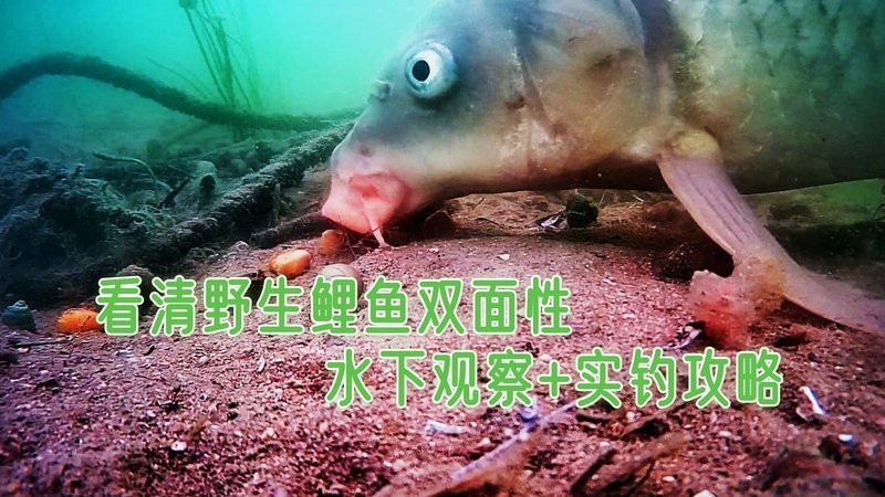 鯉魚視頻【《鯉魚視頻》：鯉魚視頻】 鯉魚視頻【《鯉魚視頻》：鯉魚視頻】 龍魚論壇 第4張
