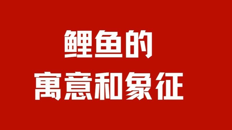 鯉魚視頻【《鯉魚視頻》：鯉魚視頻】 鯉魚視頻【《鯉魚視頻》：鯉魚視頻】 龍魚論壇 第7張