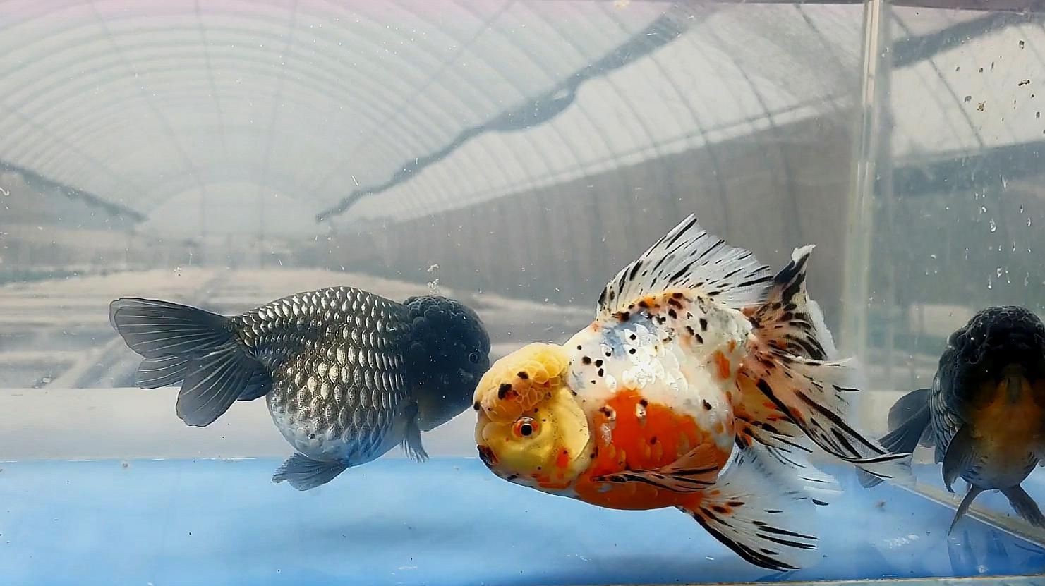 金魚常見疾病預防【如何預防金魚疾病】