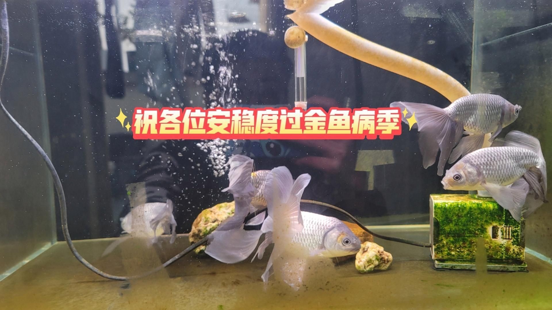 金魚常見疾病預防【如何預防金魚疾病】