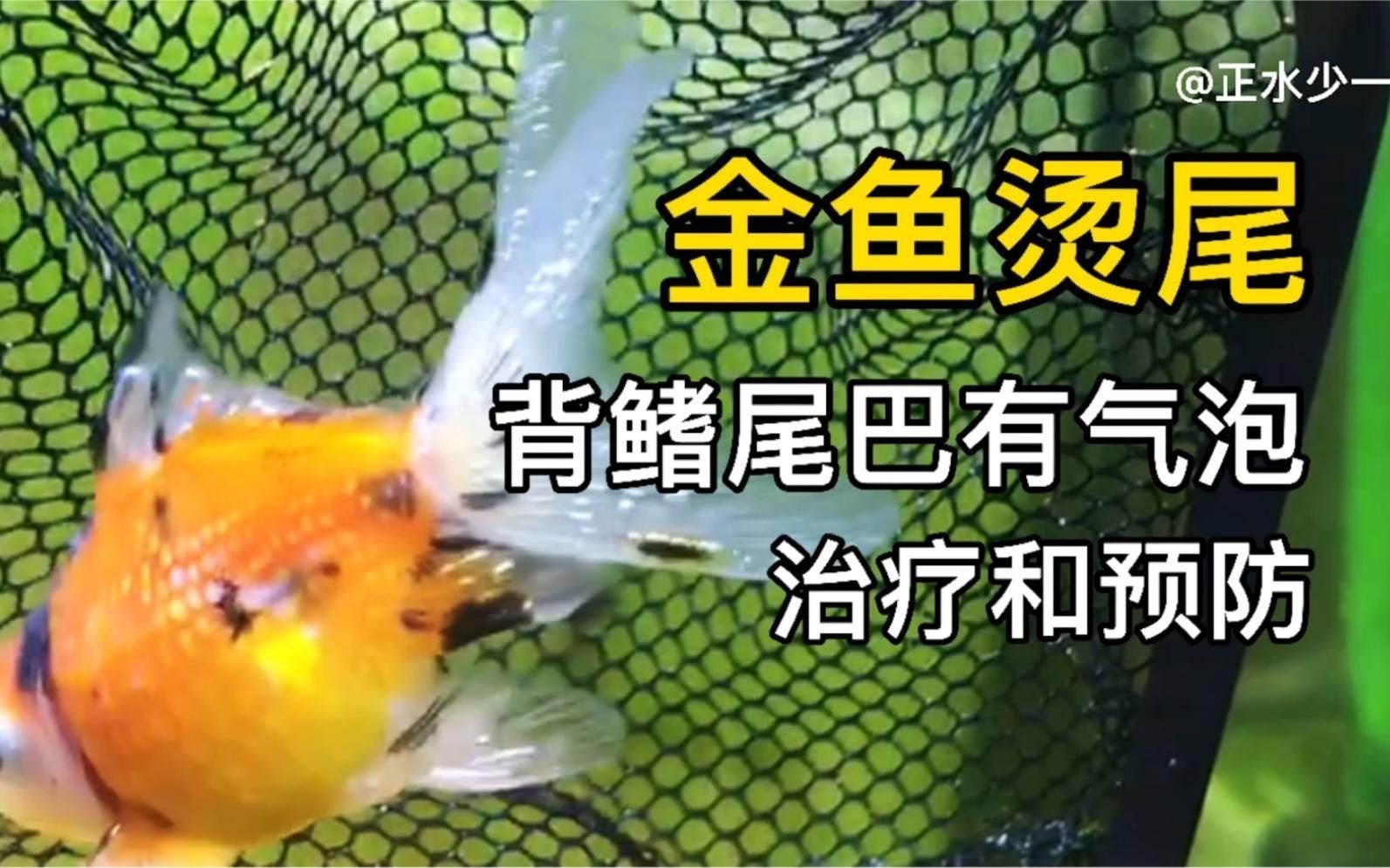 金魚常見疾病預防【如何預防金魚疾病】 金魚常見疾病預防【如何預防金魚疾病】 龍魚百科 第6張