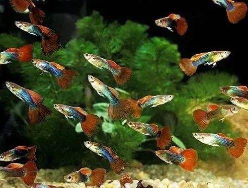 紅眼孔雀魚為什么養不活【孔雀魚為什么養不活】