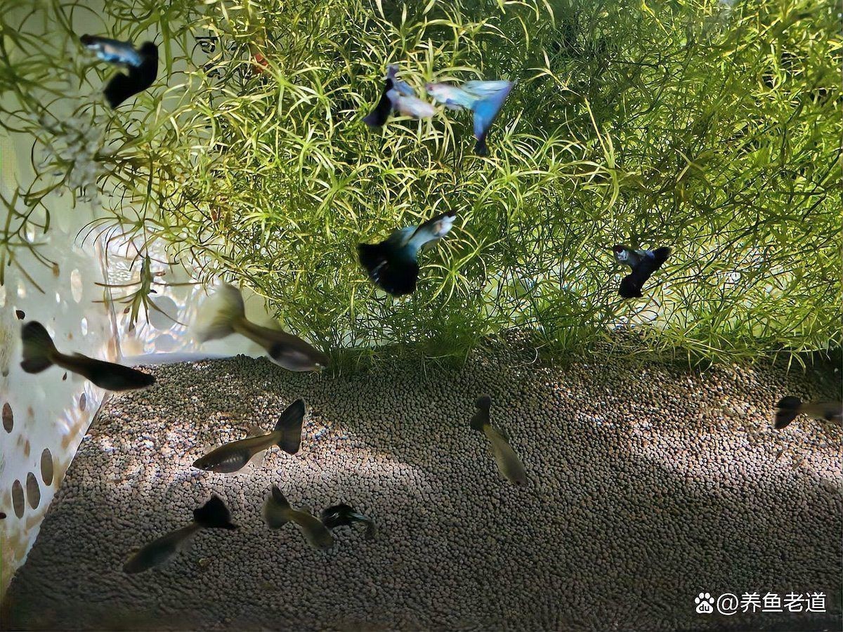 如何挑選高品質的紅龍魚苗，挑選高品質的紅龍魚苗的幾個關鍵步驟