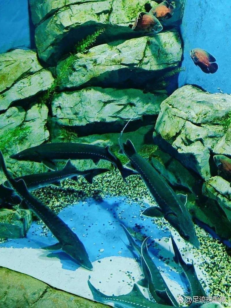 鄂州水族店【鄂州水族店哪家好】 鄂州水族店【鄂州水族店哪家好】 全國水族館企業名錄 第2張