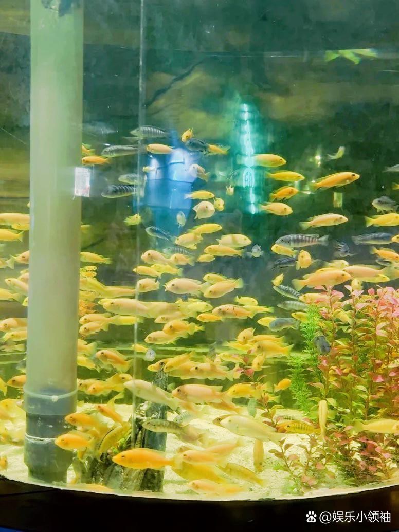 鄂州水族店【鄂州水族店哪家好】 鄂州水族店【鄂州水族店哪家好】 全國水族館企業名錄 第3張