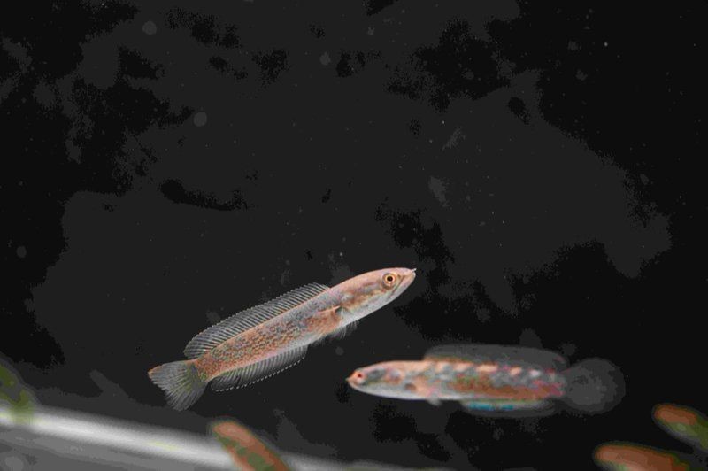 鬼王雷龍魚的市場價格是多少？【鬼王雷龍魚市場價格】
