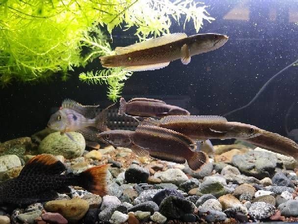 鬼王雷龍魚的市場價格是多少？【鬼王雷龍魚市場價格】