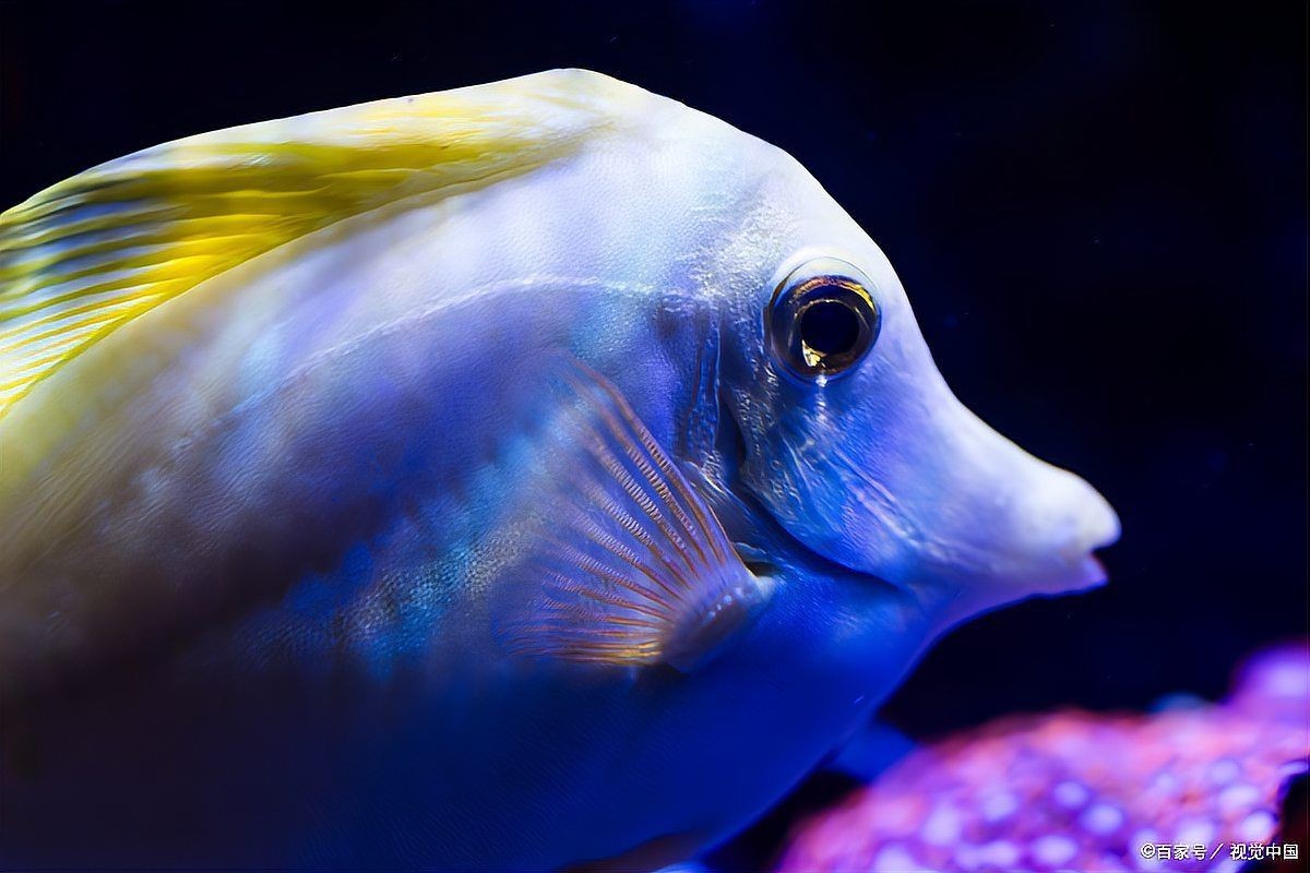 龍魚鰓蓋斷裂后多久開始長出新鰓蓋？【龍魚的鰓蓋斷裂后的恢復時間】