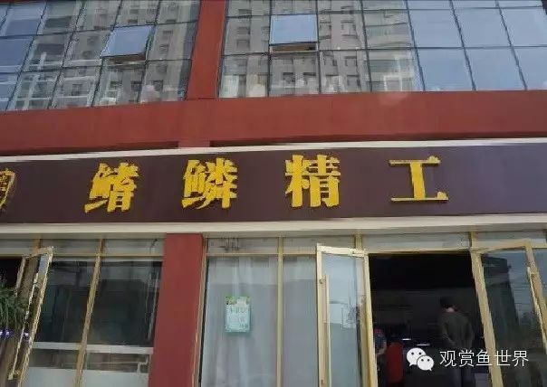 石家莊水族店【《石家莊水族店：水族愛好者的奇妙天地》】