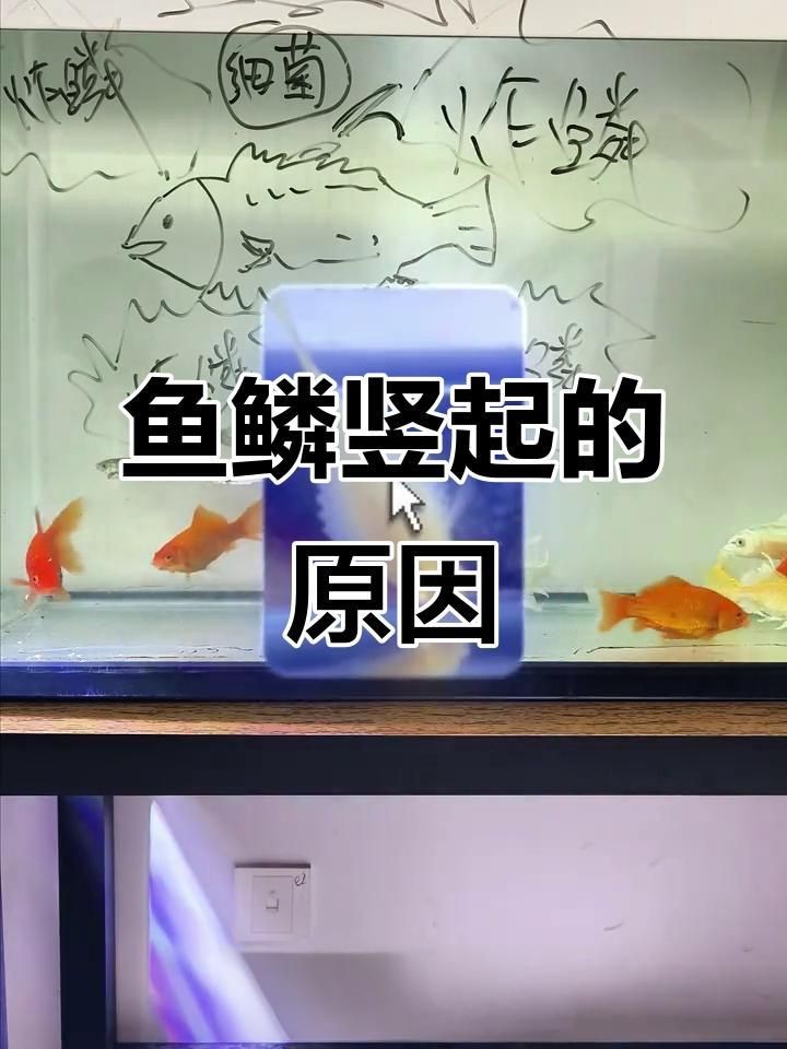 如何判斷金魚炸鱗是否細菌感染？【判斷金魚炸鱗是否由細菌感染，可從多方面觀察，首先看癥狀表現(xiàn)】