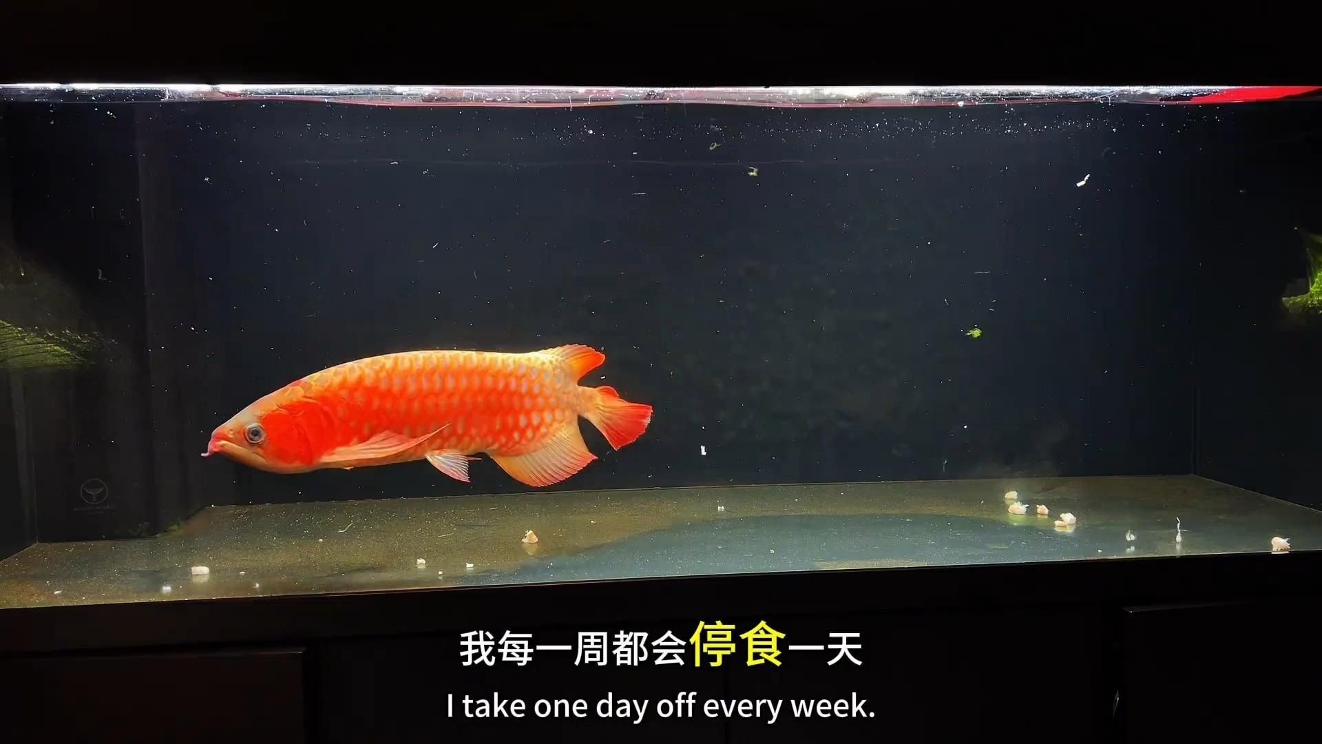 小型龍魚【《小型龍魚：獨特魅力的水中精靈》】 小型龍魚【《小型龍魚：獨特魅力的水中精靈》】 龍魚百科 第4張