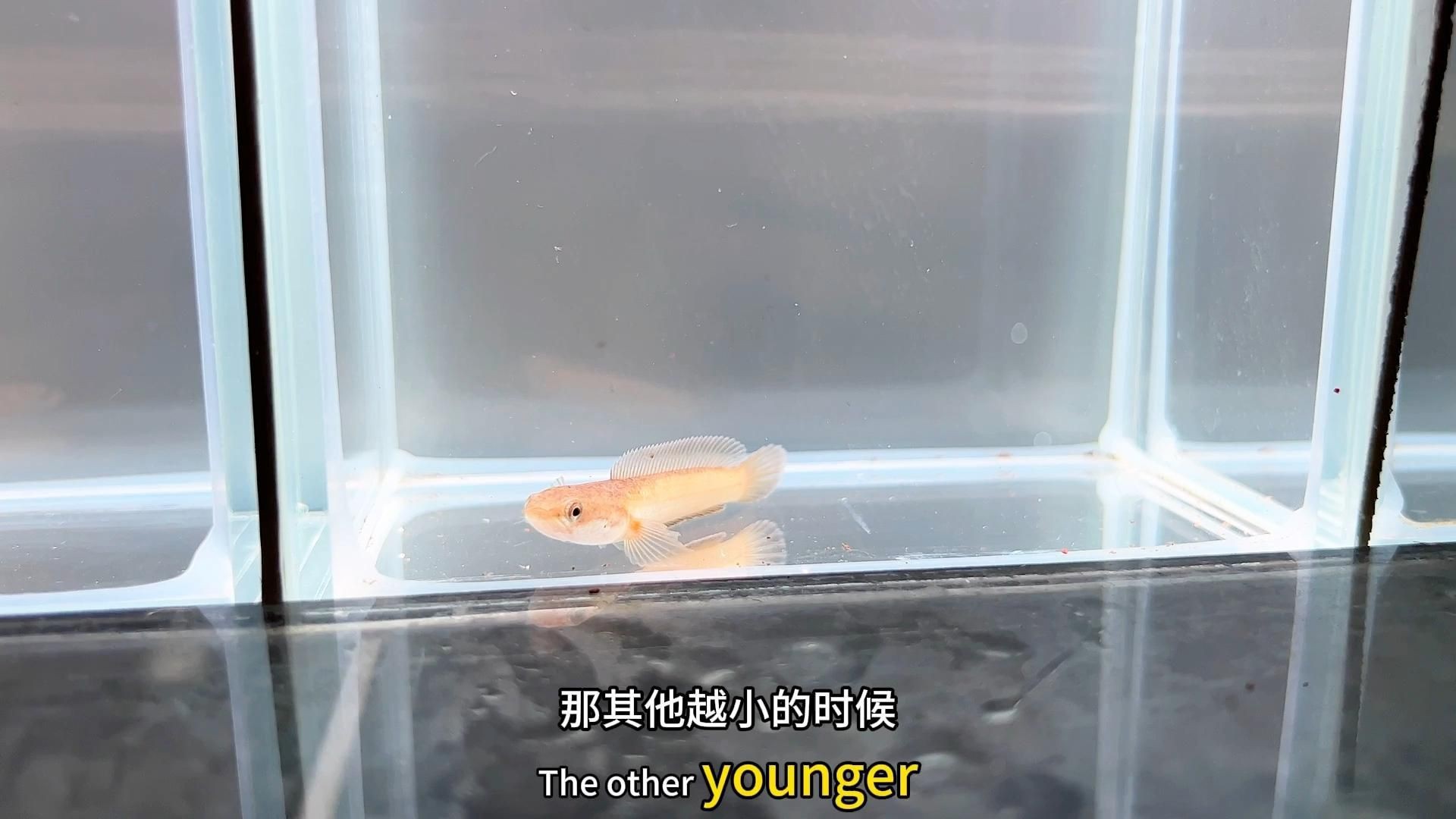 小型龍魚【《小型龍魚：獨特魅力的水中精靈》】 小型龍魚【《小型龍魚：獨特魅力的水中精靈》】 龍魚百科 第3張
