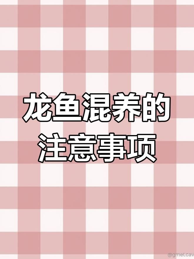 龍魚混養有哪些注意事項？【龍魚混養四種最佳選擇】 龍魚混養有哪些注意事項？【龍魚混養四種最佳選擇】 龍魚百科 第2張