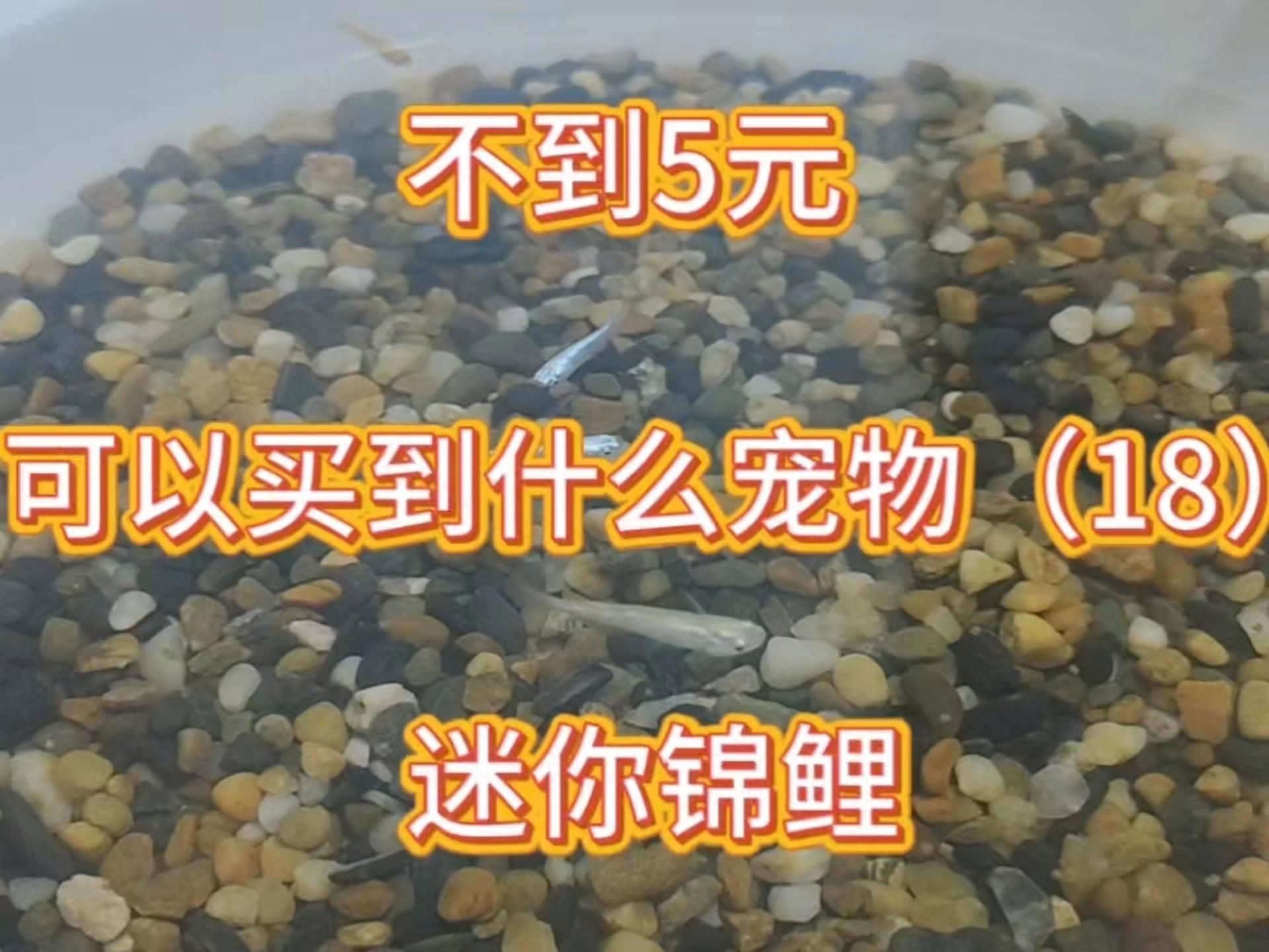 迷你小型觀賞魚【《迷你小型觀賞魚：水中的精靈》**，迷你小型觀賞魚盤點(diǎn)】