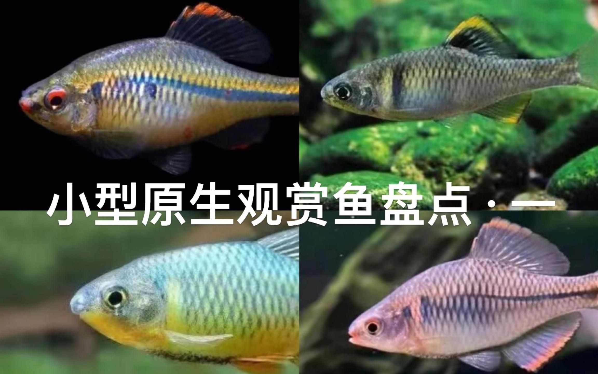 迷你小型觀賞魚【《迷你小型觀賞魚：水中的精靈》**，迷你小型觀賞魚盤點】