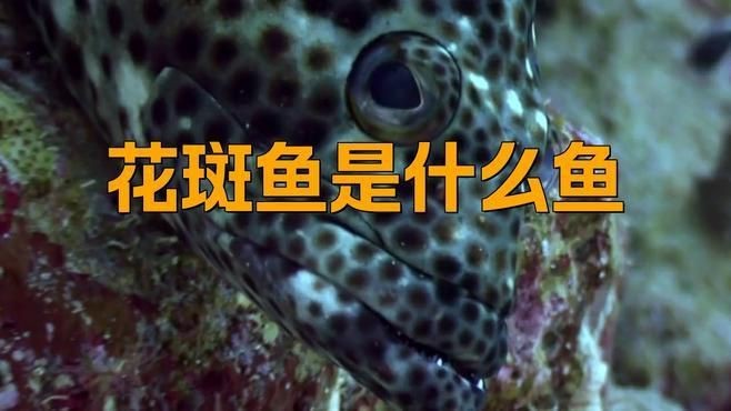 花斑魚哪個好【《花斑魚哪個好》】 龍魚論壇 第1張 花斑魚哪個好【《花斑魚哪個好》】 花斑魚哪個好【《花斑魚哪個好》】 龍魚論壇 第1張