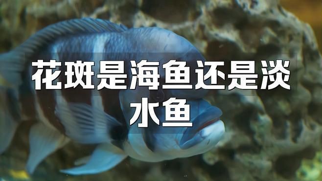 花斑魚哪個好【《花斑魚哪個好》】 龍魚論壇 第2張 花斑魚哪個好【《花斑魚哪個好》】 花斑魚哪個好【《花斑魚哪個好》】 龍魚論壇 第2張
