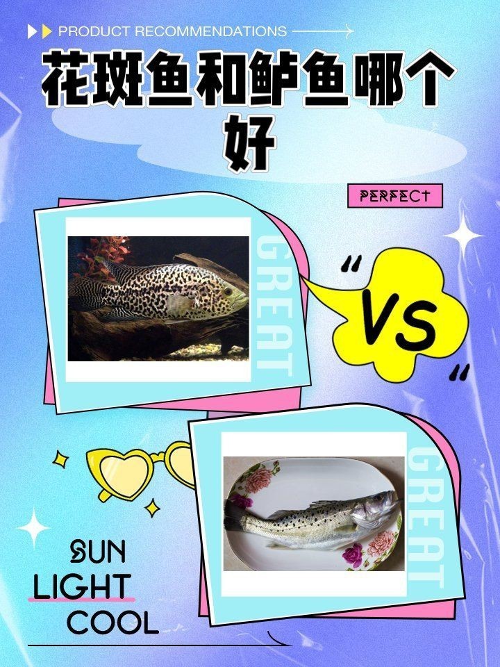 花斑魚哪個好【《花斑魚哪個好》】 龍魚論壇 第4張 花斑魚哪個好【《花斑魚哪個好》】 花斑魚哪個好【《花斑魚哪個好》】 龍魚論壇 第4張