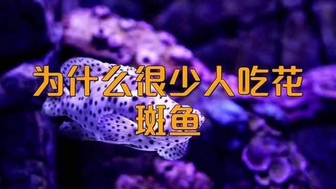 花斑魚哪個好【《花斑魚哪個好》】 龍魚論壇 第7張 花斑魚哪個好【《花斑魚哪個好》】 花斑魚哪個好【《花斑魚哪個好》】 龍魚論壇 第7張