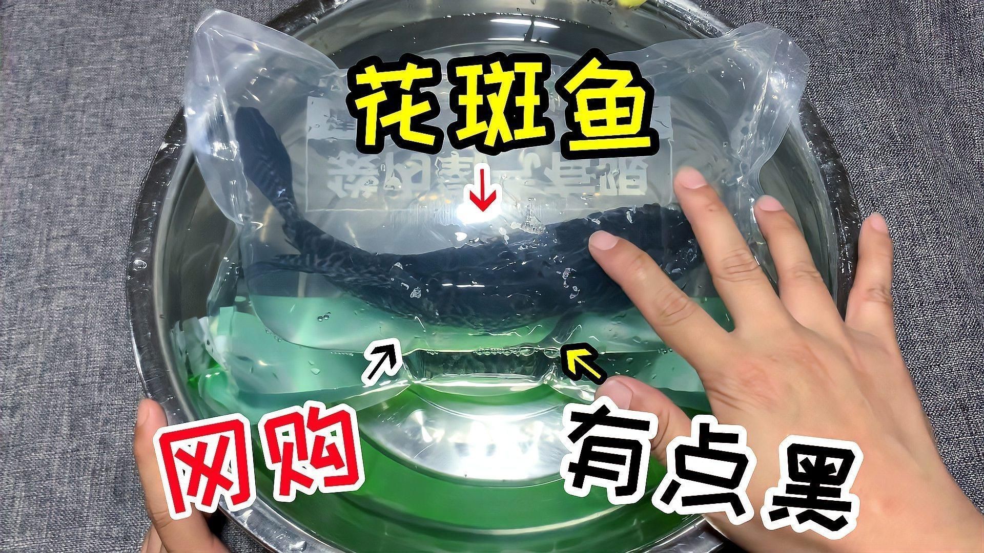 花斑魚哪個好【《花斑魚哪個好》】 龍魚論壇 第9張 花斑魚哪個好【《花斑魚哪個好》】 花斑魚哪個好【《花斑魚哪個好》】 龍魚論壇 第9張