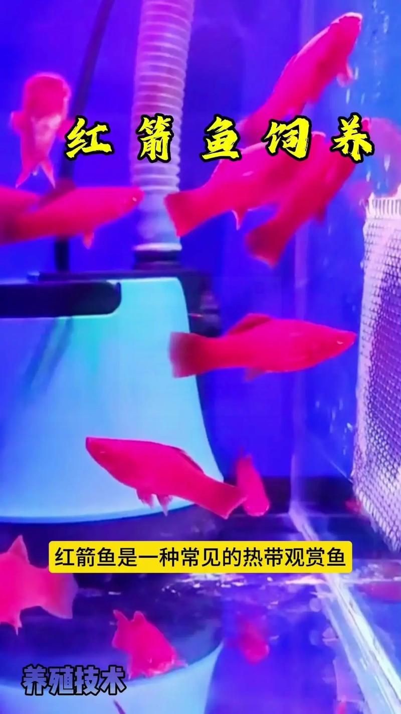 湖龍魚化石圖片欣賞大全，巢湖龍魚化石圖片欣賞大全，巢湖龍魚化石圖片欣賞