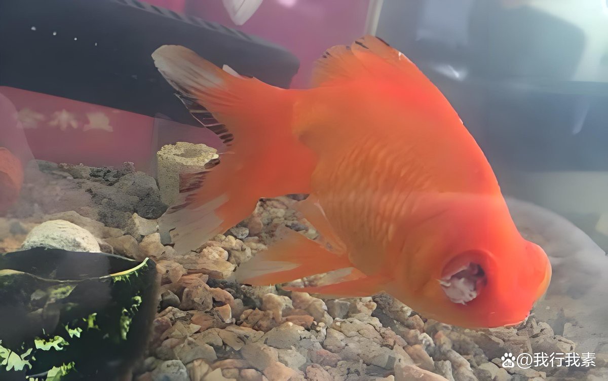 龍魚蒙眼期間需要加溫嗎？【龍魚蒙眼期間需要加溫嗎】 龍魚蒙眼期間需要加溫嗎？【龍魚蒙眼期間需要加溫嗎】 龍魚百科 第2張