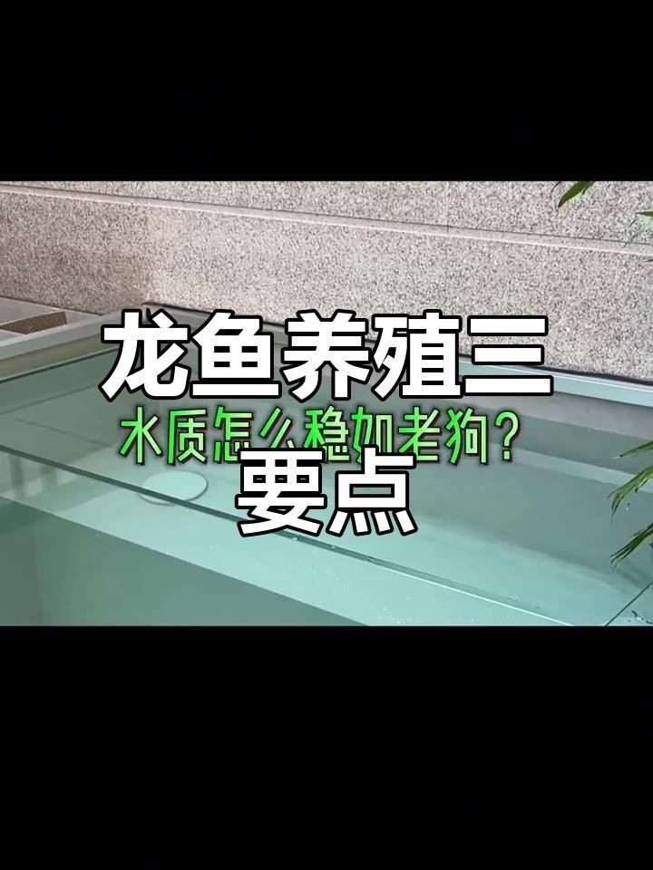 龍魚缸的水質維護方法有哪些？【養龍魚必知三大問題】